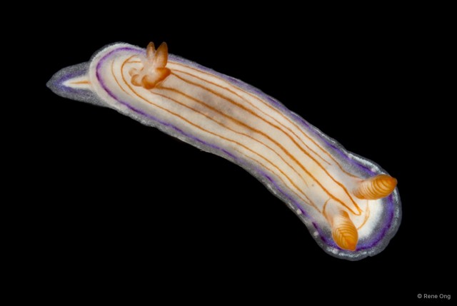 Hypselodoris sp. "69cdcf9c" • © Rene Ong • All Rights Reserved