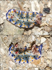 Hypselodoris sp. "912ca8c4"