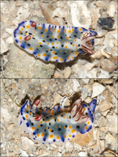 Hypselodoris sp. "912ca8c4" • © Rene Ong • All Rights Reserved