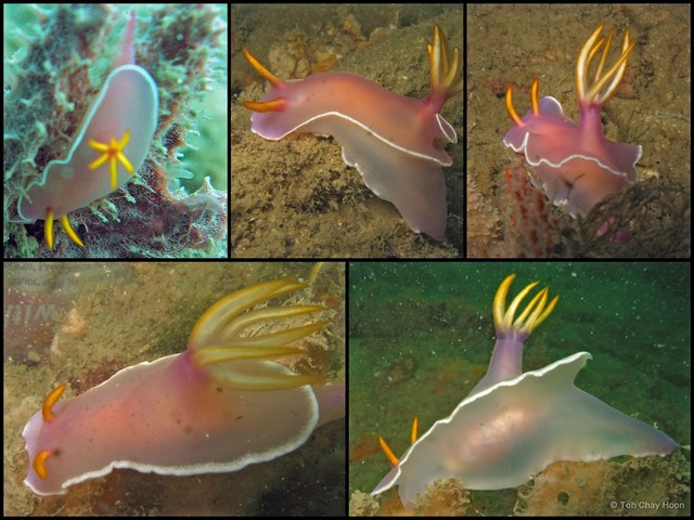Hypselodoris bullockii • © Toh Chay Hoon • All Rights Reserved