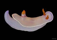 Hypselodoris bullockii • © Rene Ong • All Rights Reserved