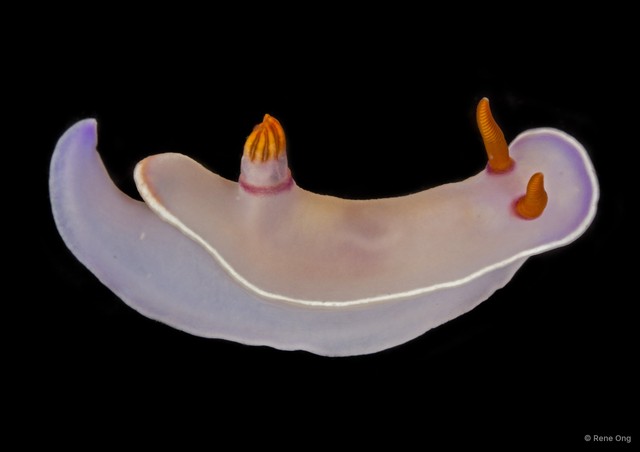 Hypselodoris bullockii