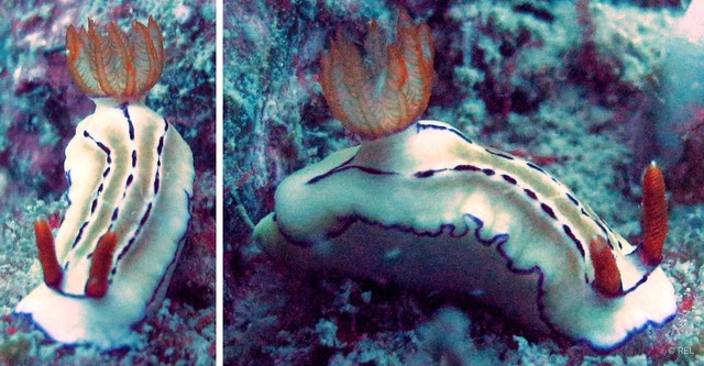 Hypselodoris emma
