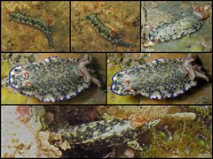 Hypselodoris infucata • © Toh Chay Hoon • All Rights Reserved