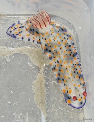 Hypselodoris infucata • © Rene Ong • All Rights Reserved