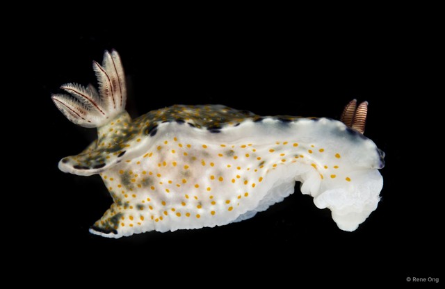 Hypselodoris infucata