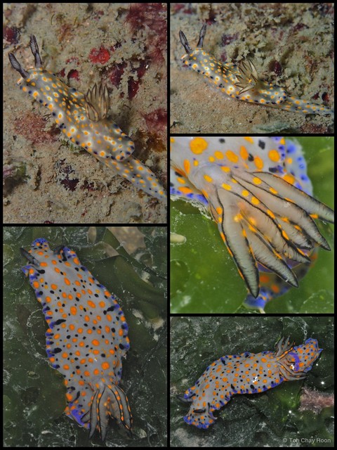 Hypselodoris kanga • © Toh Chay Hoon • All Rights Reserved