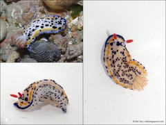 Hypselodoris maritima • © Ria Tan • All Rights Reserved