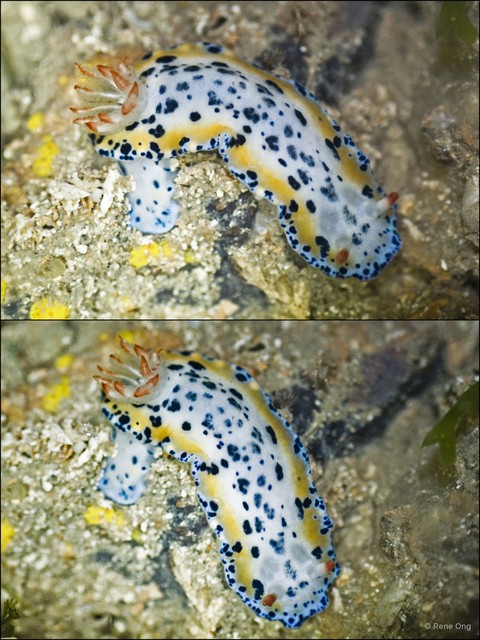 Hypselodoris maritima