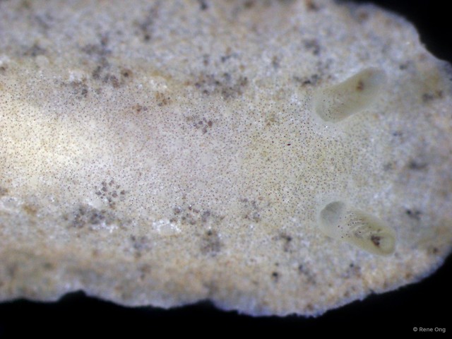 Dendrodoris sp. "69cdcf53" • © Rene Ong • All Rights Reserved