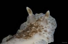 Dendrodoris sp. "cf. albobrunnea" • © Rene Ong • All Rights Reserved