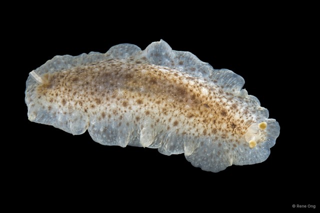Dendrodoris sp. "cf. albobrunnea"