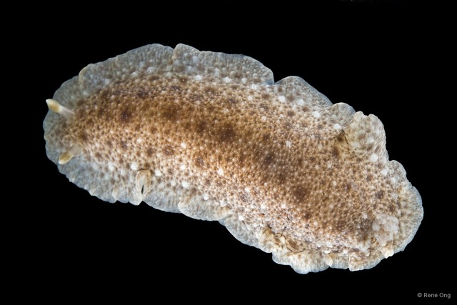 Dendrodoris albobrunnea • © Rene Ong • All Rights Reserved