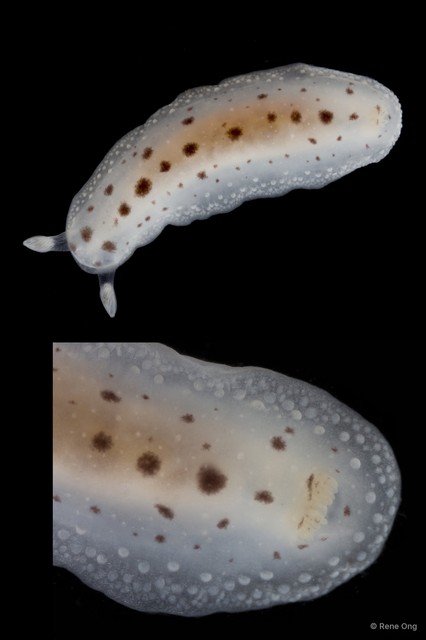 Dendrodoris elongata • © Rene Ong • All Rights Reserved