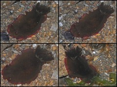 Dendrodoris fumata • © Toh Chay Hoon • All Rights Reserved