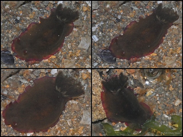Dendrodoris fumata • © Toh Chay Hoon • All Rights Reserved