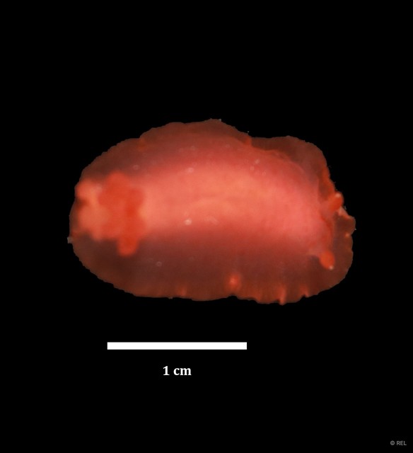 Dendrodoris fumata