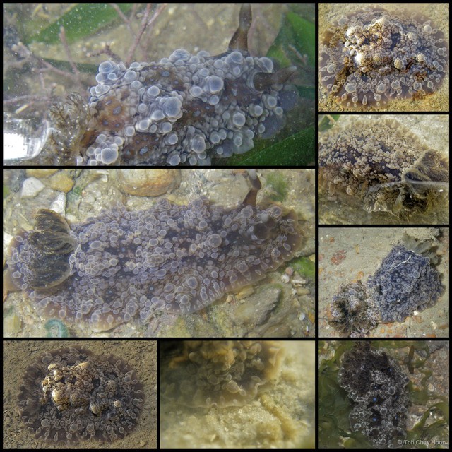 Dendrodoris krusensternii