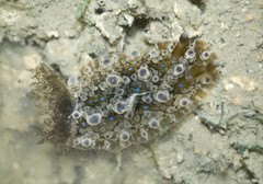 Dendrodoris krusensternii • © Rene Ong • All Rights Reserved