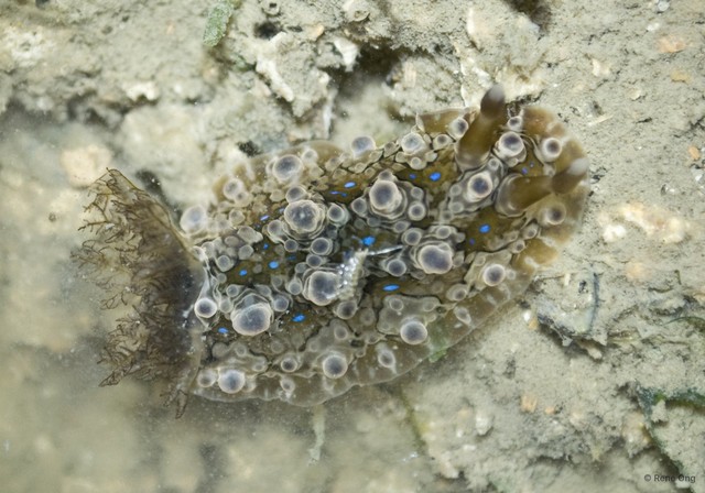 Dendrodoris krusensternii
