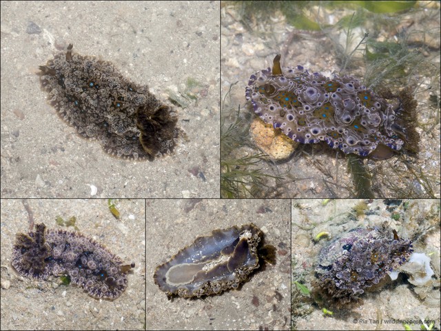 Dendrodoris krusensternii • © Ria Tan • All Rights Reserved