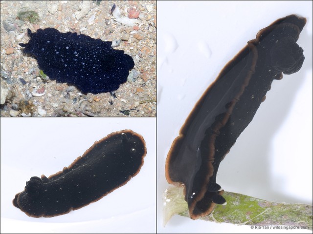 Dendrodoris nigra • © Ria Tan • All Rights Reserved