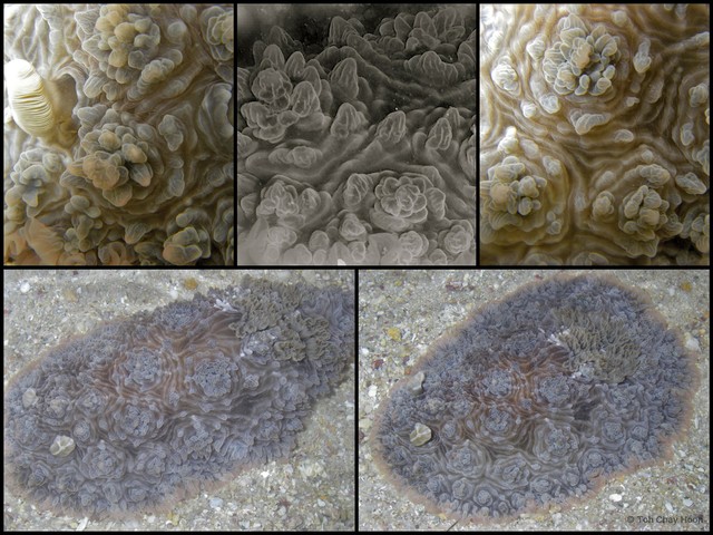 Dendrodoris tuberculosa • © Toh Chay Hoon • All Rights Reserved
