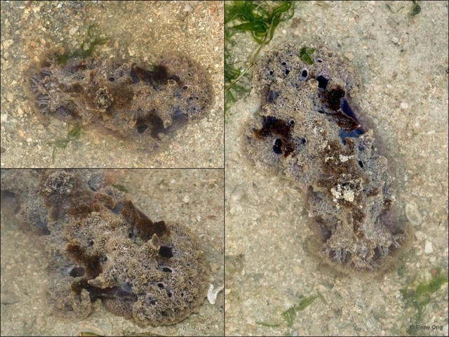Atagema spongiosa