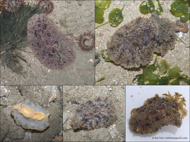 Carminodoris nodulosa