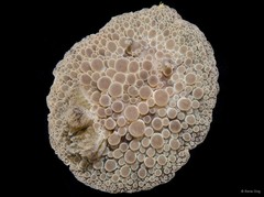Carminodoris nodulosa • © Rene Ong • All Rights Reserved