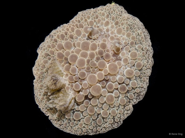 Carminodoris nodulosa • © Rene Ong • All Rights Reserved