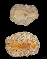 Carminodoris nodulosa • © Rene Ong • All Rights Reserved