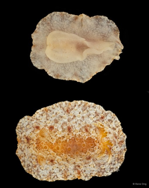 Carminodoris nodulosa