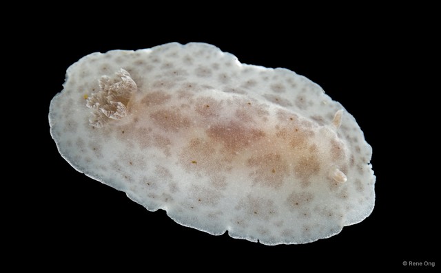 Discodoris sp. "69cdcf59" • © Rene Ong • All Rights Reserved