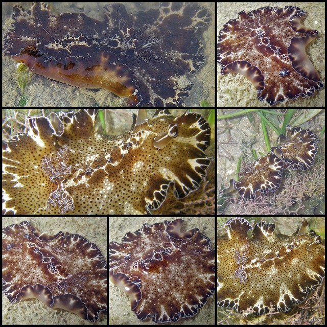 Discodoris boholiensis • © Toh Chay Hoon • All Rights Reserved