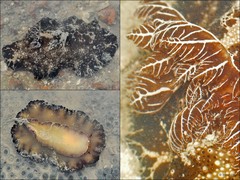 Discodoris boholiensis • © Rene Ong • All Rights Reserved