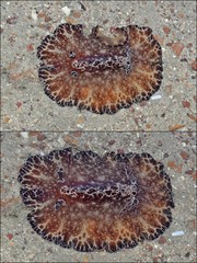 Discodoris boholiensis • © Rene Ong • All Rights Reserved