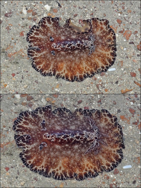 Discodoris boholiensis