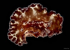 Discodoris boholiensis • © Rene Ong • All Rights Reserved