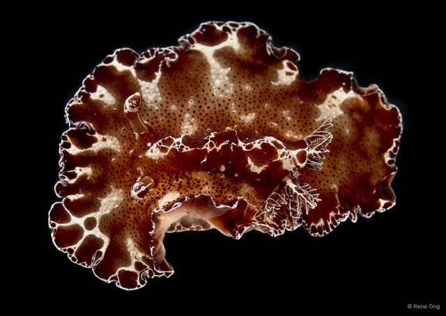Discodoris boholiensis