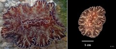 Discodoris boholiensis • © REL • All Rights Reserved