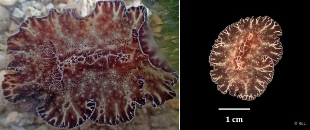 Discodoris boholiensis