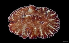 Discodoris boholiensis • © Rene Ong • All Rights Reserved