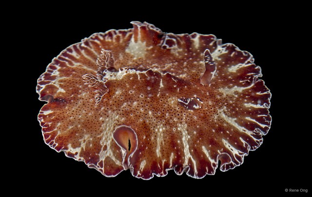 Discodoris boholiensis