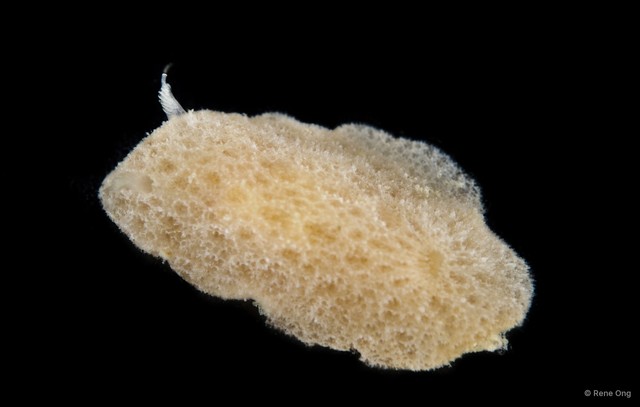 Jorunna sp. "1" • © Rene Ong • All Rights Reserved