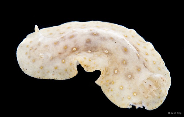 Jorunna sp. "2" • © Rene Ong • All Rights Reserved