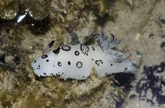 Jorunna funebris • © Rene Ong • All Rights Reserved