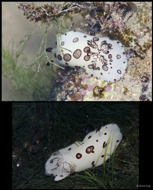 Jorunna funebris