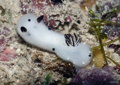 Jorunna funebris • © Rene Ong • All Rights Reserved