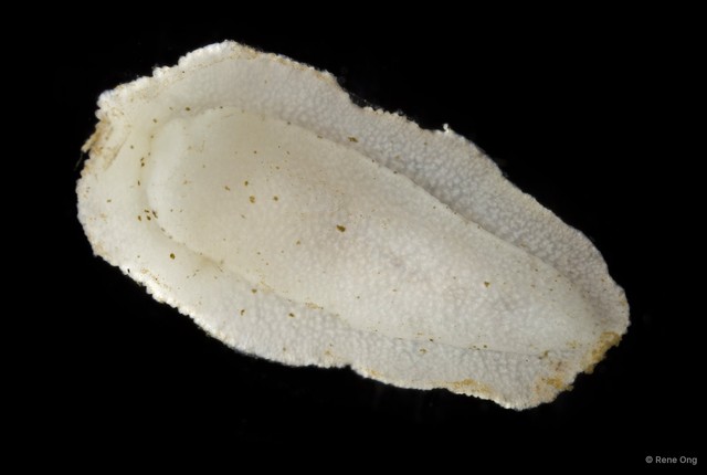 Sclerodoris sp. "69cdcfbd" • © Rene Ong • All Rights Reserved
